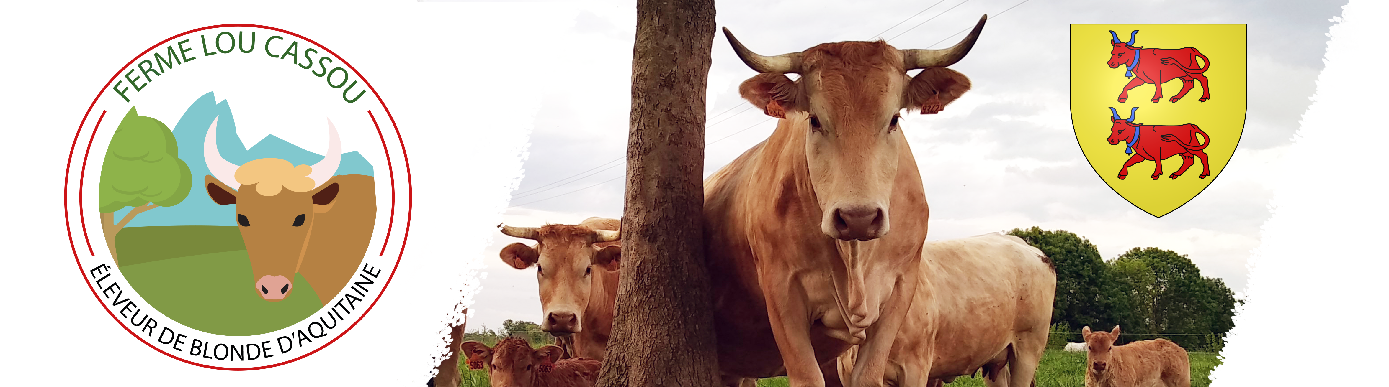 Banner Cow